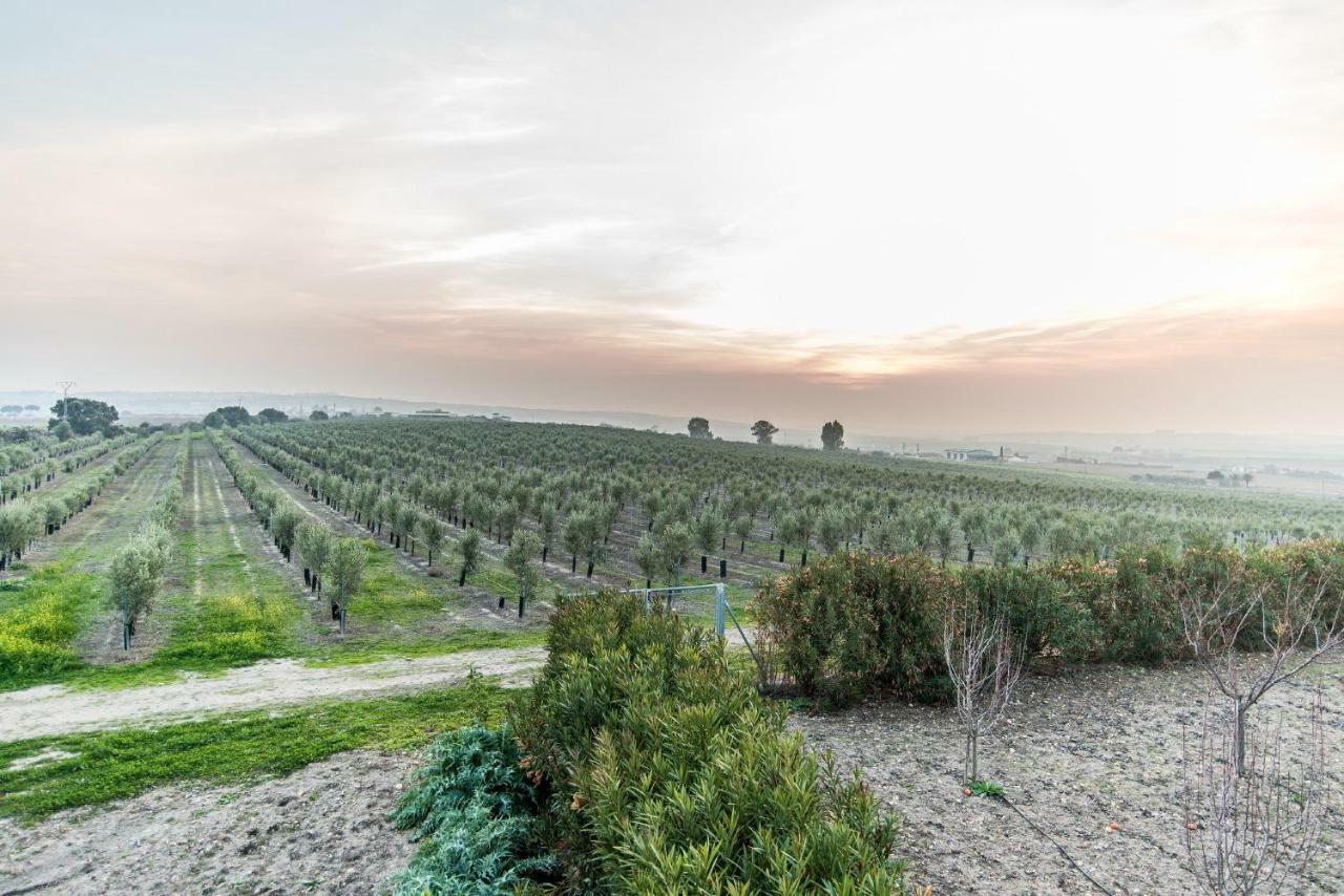 Vivienda Rural Olivar De San Telmo Arcos de la Frontera Bagian luar foto