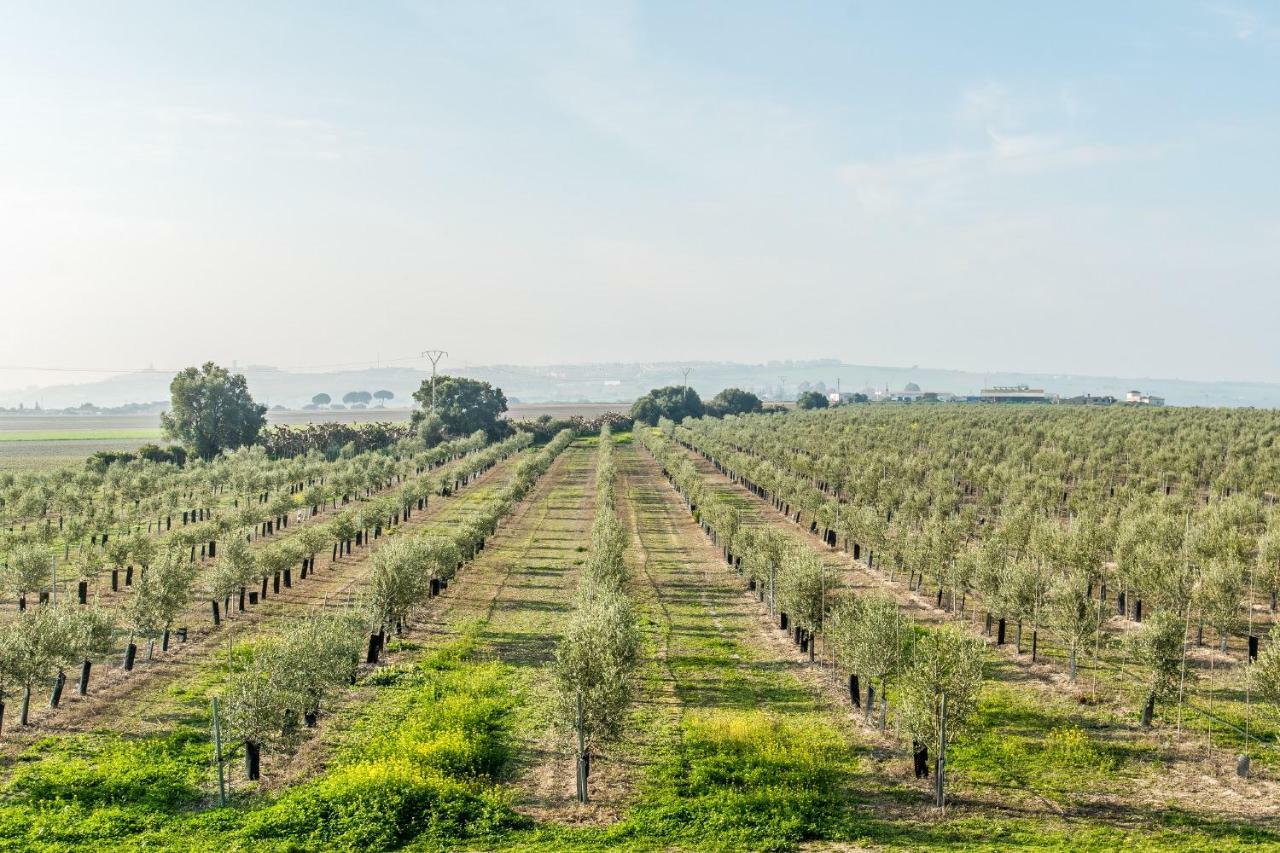 Vivienda Rural Olivar De San Telmo Arcos de la Frontera Bagian luar foto