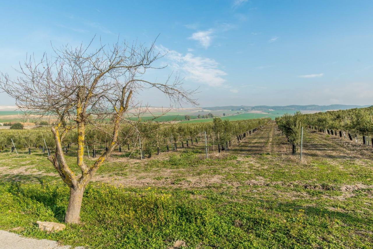 Vivienda Rural Olivar De San Telmo Arcos de la Frontera Bagian luar foto